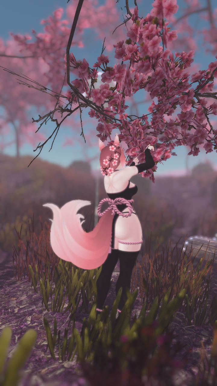 Sakura The Fox (PC/Q)