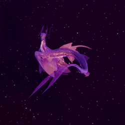 Insect Dragon Follower
