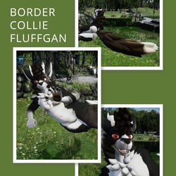 Border Collie Fluffgan - PNG Textures