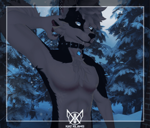 Black Husky - Foxipaws Archer
