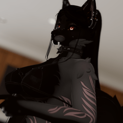 Ebony - Foxipaws Roxy