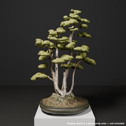 Japanese Bonsai - White Pine in Clump (Kabudachi) Style | VRChat World Prop