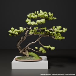 Japanese Bonsai - White Pine with Spring Flush and Lifted Roots | VRChat World Prop