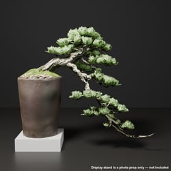Japanese Bonsai - White Pine with a Long, Wind-Swept Trunk | VRChat World Prop
