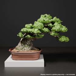Japanese Bonsai - Black Pine with Bold Exposed Roots (Nebari) | VRChat World Prop