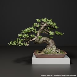 Japanese Bonsai - Black Pine in Slanting-Trunk (Shakan) Style | VRChat World Prop