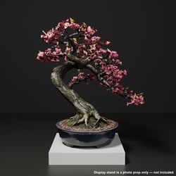 Japanese Bonsai - Windswept Cherry Blossom Tree (Hanafubuki) | VRChat World Prop