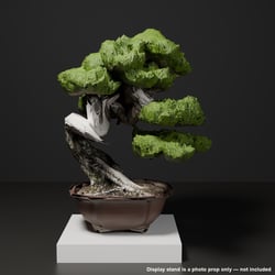Japanese Bonsai - Black Pine with White Deadwood Branch (Setsurei) | VRChat World Prop