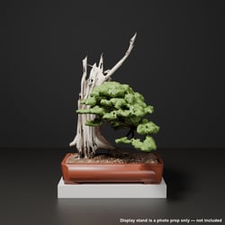 Japanese Bonsai - Large Shimpaku Juniper with Twin Jin (Tategami) | VRChat World Prop