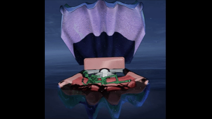 Giant Clam Bed