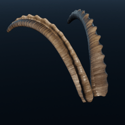Horns Pack