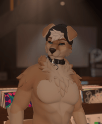 Blonde Lab Dawg - Bjorn