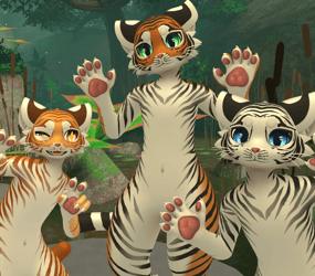 Mayu Tiger (Tora)