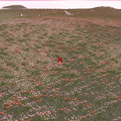 VonBee | Furry Bee | Quest + PC