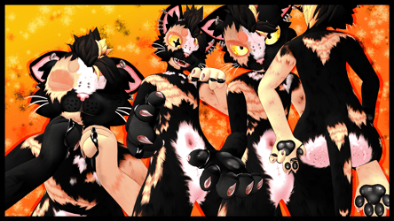 Tortie the Tortoiseshell Cat - Mayu